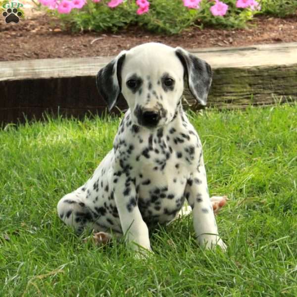 Adelaide, Dalmatian Puppy
