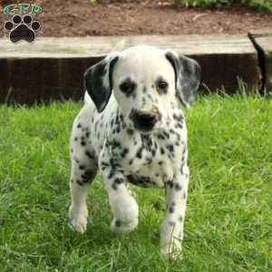 Adelaide, Dalmatian Puppy