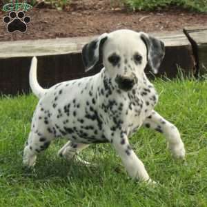 Adelaide, Dalmatian Puppy