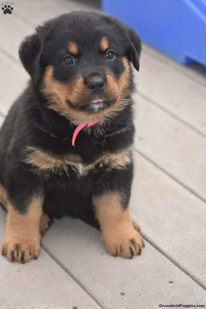 Adina - Rottweiler Mix Puppy For Sale in Pennsylvania