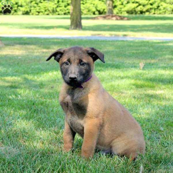 Adonis, Belgian Malinois Puppy