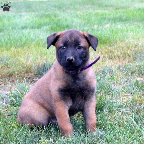 Adonis, Belgian Malinois Puppy