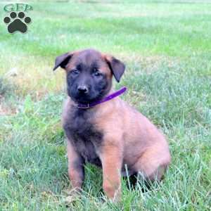 Adonis, Belgian Malinois Puppy