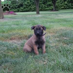 Adonis, Belgian Malinois Puppy
