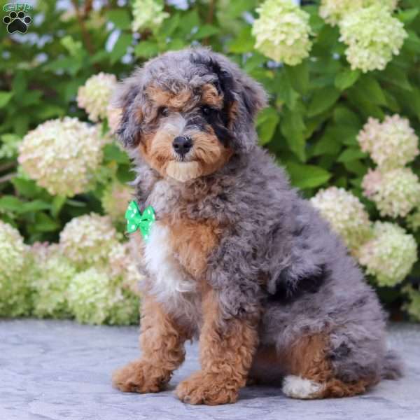 Albert, Bernedoodle Puppy