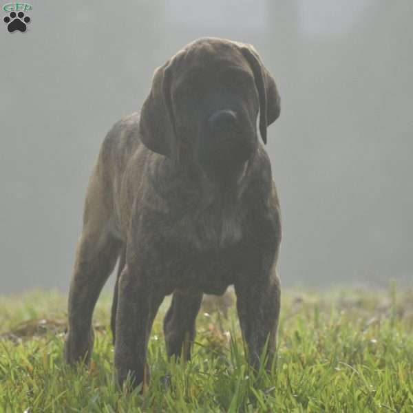 Alex, English Mastiff Puppy