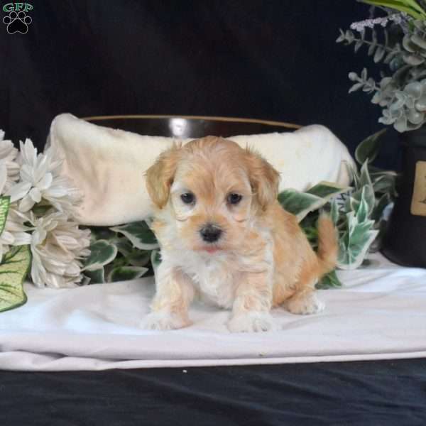 Alfie, Maltipoo Puppy