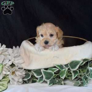 Alfie, Maltipoo Puppy