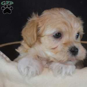 Alfie, Maltipoo Puppy