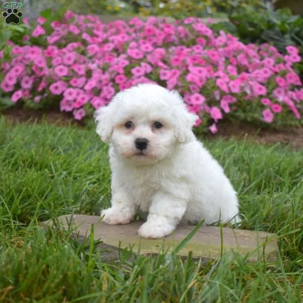 Alfredo, Bichon Frise Puppy