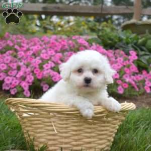 Alfredo, Bichon Frise Puppy