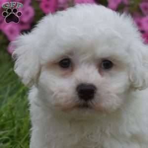 Alfredo, Bichon Frise Puppy