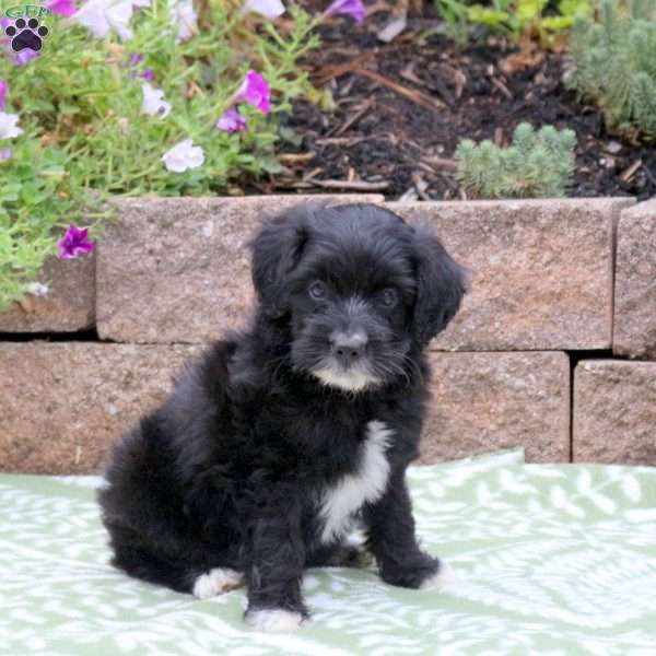 Alice, Miniature Poodle Mix Puppy