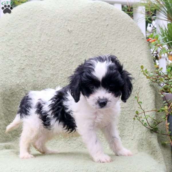 Alice, Cavapoo Puppy