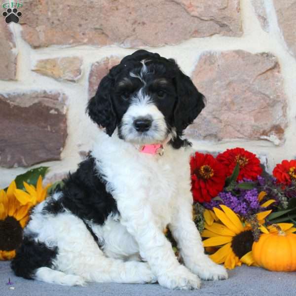 Alice, Springerdoodle Puppy