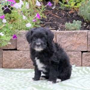 Alice, Miniature Poodle Mix Puppy