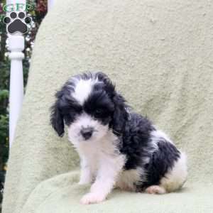 Alice, Cavapoo Puppy