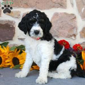 Alice, Springerdoodle Puppy