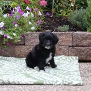 Alice, Miniature Poodle Mix Puppy