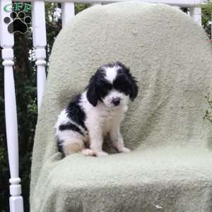 Alice, Cavapoo Puppy