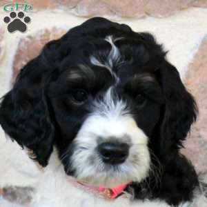 Alice, Springerdoodle Puppy
