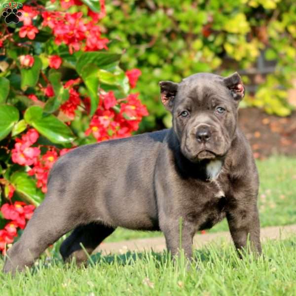 Alisha, Cane Corso Puppy