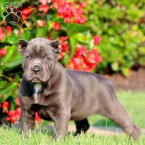 Alisha, Cane Corso Puppy