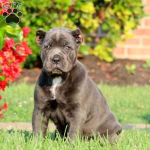 Alisha, Cane Corso Puppy