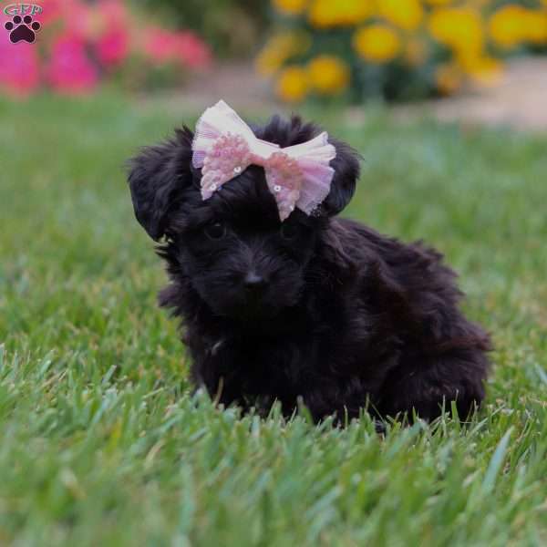 Allie, Yorkie Poo Puppy