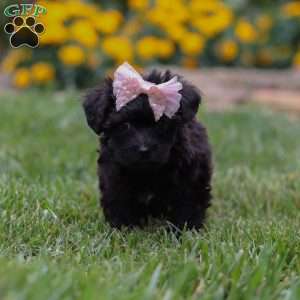 Allie, Yorkie Poo Puppy