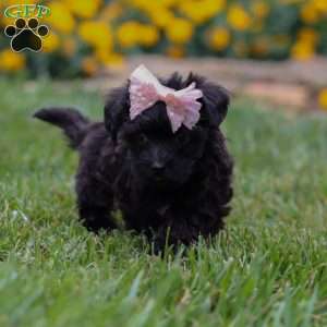 Allie, Yorkie Poo Puppy