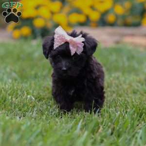 Allie, Yorkie Poo Puppy