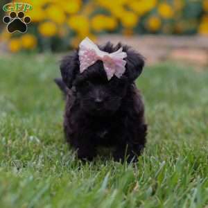 Allie, Yorkie Poo Puppy