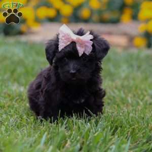 Allie, Yorkie Poo Puppy