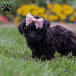 Allie, Yorkie Poo Puppy