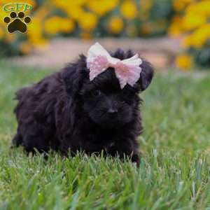 Allie, Yorkie Poo Puppy