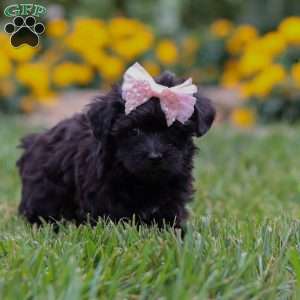Allie, Yorkie Poo Puppy