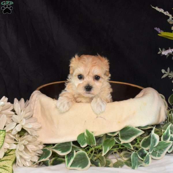 Allie, Maltipoo Puppy