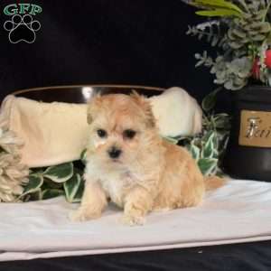 Allie, Maltipoo Puppy