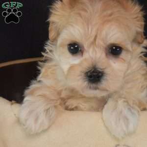Allie, Maltipoo Puppy