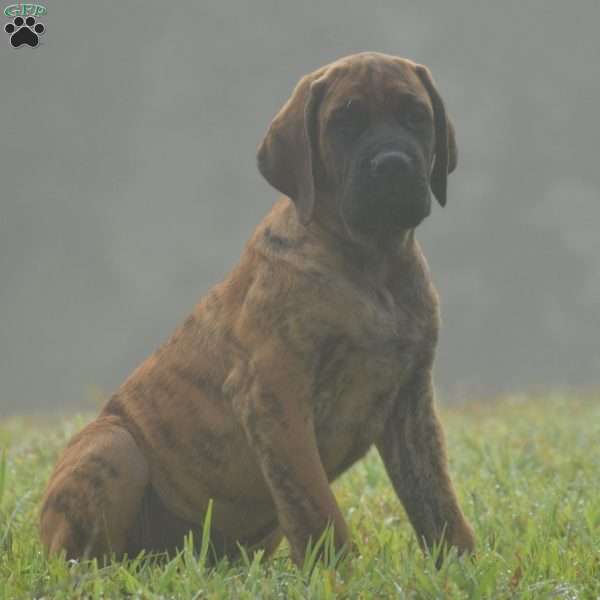 Almanzo, English Mastiff Puppy