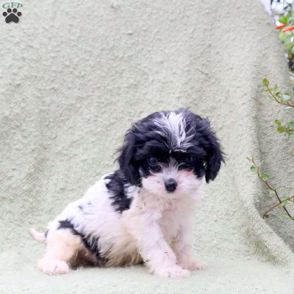 Alphie, Cavapoo Puppy