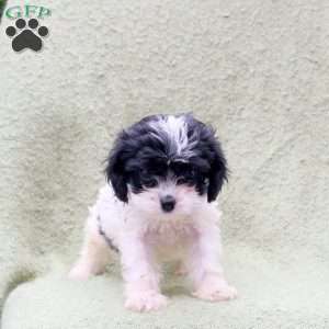Alphie, Cavapoo Puppy
