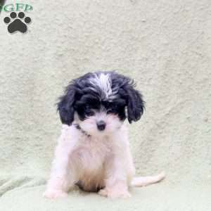 Alphie, Cavapoo Puppy