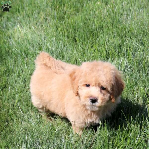 Amanda, Bich-Poo Puppy