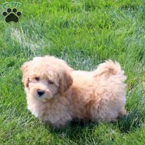 Amanda, Bich-Poo Puppy