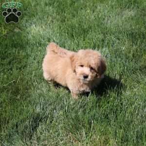 Amanda, Bich-Poo Puppy