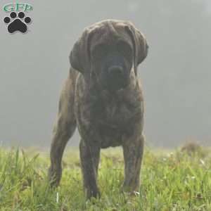 Amantha, English Mastiff Puppy