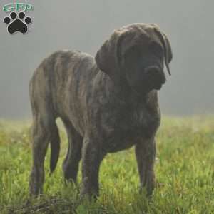 Amantha, English Mastiff Puppy