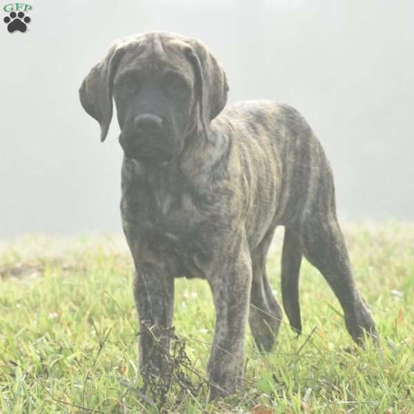 Amantha, English Mastiff Puppy